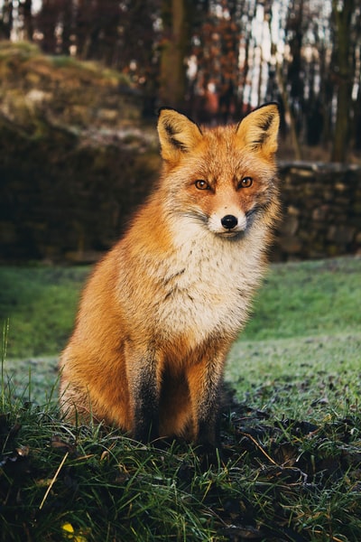 白天，棕色的狐狸坐在绿色的草地上